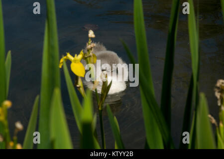 Signet Swan unter Gelbe Iris Stockfoto