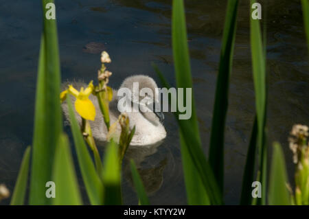 Signet Swan unter Gelbe Iris Stockfoto