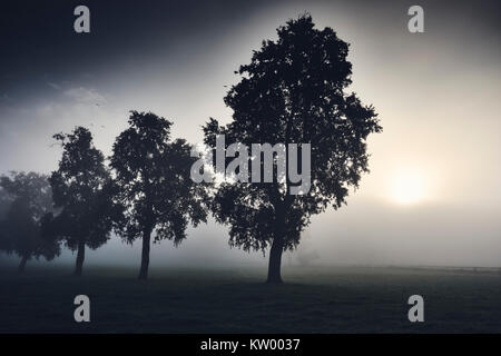 Eine Reihe von Bäumen im Nebel Stockfoto