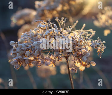 Frosted beleuchtete Blütenkopf der Hydrangea arborescens Annabelle auf einem kalten Wintern morgen getrocknet. Stockfoto