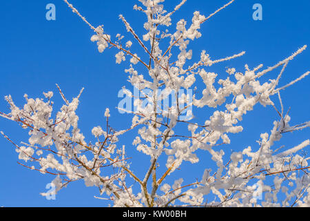 Bäume, bedeckt mit Schnee und Eis Stockfoto