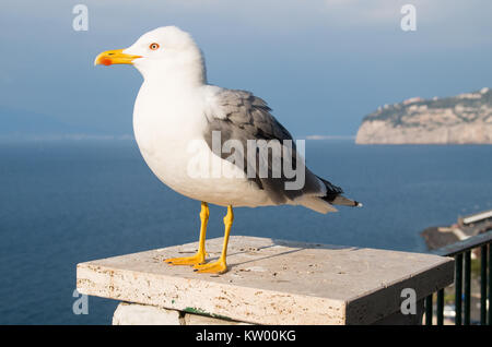 Eine Nahaufnahme einer Silbermöwe stehend auf einen Post mit dem Hintergrund der Golf von Neapel und der felsigen Küste. Stockfoto