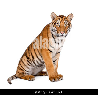 Porträt von Bengal Tiger, Panthera Tigris Tigris, 1 Jahr alt, sitzen vor weißem Hintergrund, Studio gedreht Stockfoto