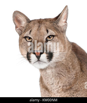 Close-up Portrait von Puma cub, Puma concolor, 1 Jahr alt, vor weißem Hintergrund, Studio shot Stockfoto