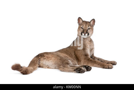 Portrait von Puma cub, Puma concolor, 1 Jahr alt, vor weißem Hintergrund liegend, Studio shot Stockfoto