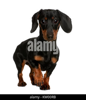 Daschund, 10 Monate alt, vor weißem Hintergrund Stockfoto