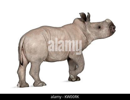 Junge weiße Nashorn oder Nashörner - Rhinocerotidae) (2 Monate alt) vor weißem Hintergrund Stockfoto