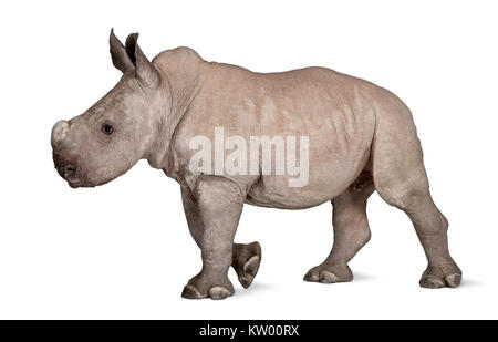 Junge weiße Nashorn oder Nashörner - Rhinocerotidae) (2 Monate alt) vor weißem Hintergrund Stockfoto