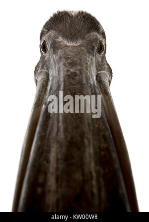 Close-up Kopfschuss der jungen Rosa - Pelican gesichert, 2 Monate alt, vor weißem Hintergrund Stockfoto