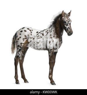 Appazon Fohlen, 3 Monate alt, eine Kreuzung zwischen Appaloosa und Friesenpferd, vor weißem Hintergrund stehend Stockfoto