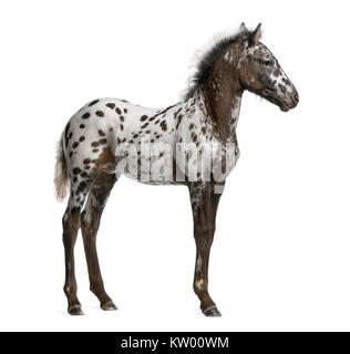 Appazon Fohlen, 3 Monate alt, eine Kreuzung zwischen Appaloosa und Friesenpferd, vor weißem Hintergrund stehend Stockfoto