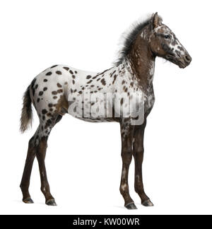 Appazon Fohlen, 3 Monate alt, eine Kreuzung zwischen Appaloosa und Friesenpferd, vor weißem Hintergrund stehend Stockfoto