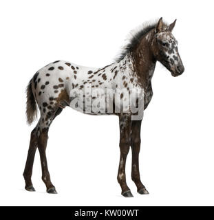 Appazon Fohlen, 3 Monate alt, eine Kreuzung zwischen Appaloosa und Friesenpferd, vor weißem Hintergrund stehend Stockfoto