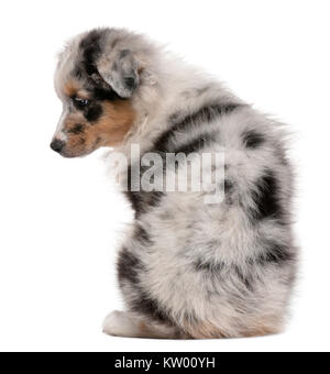 Blue Merle Australian Shepherd Welpen, 10 Wochen alt, sitzt vor weißem Hintergrund Stockfoto