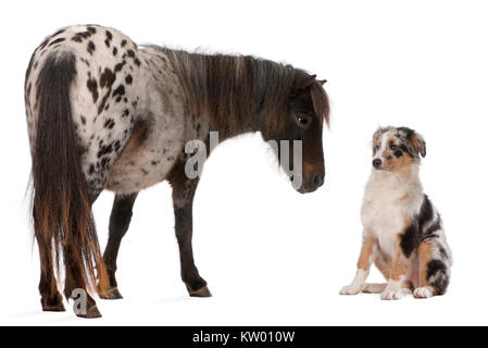 Appaloosa Miniatur Pferd, Equus caballus, 2 Jahre alt, und Australian Shepherd Welpe, 4 Monate alt, vor weißem Hintergrund Stockfoto