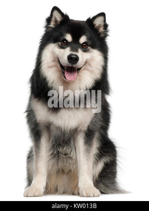 Finnische Lapphund, 1 Jahr alt, sitzt vor weißem Hintergrund Stockfoto