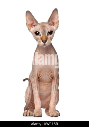 Sphynx Katze, 6 Monate alt, sitzt gegen den weißen Hintergrund, vor weißem Hintergrund sitzen Stockfoto