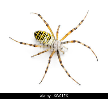 Wasp Spider Argiope Bruennichi, vor weißem Hintergrund Stockfoto