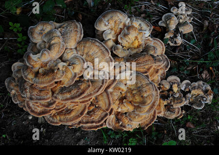 Fruchtkörper des riesigen polypore Pilz auf der Basis einer ausgereiften Buche wächst. Dorset, Großbritannien, Oktober Stockfoto