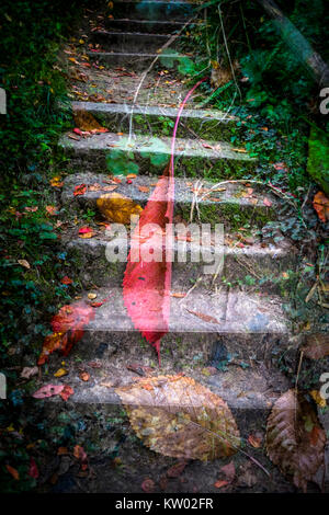 Blätter auf waldweg Double Exposure zusammengesetztes Bild Stockfoto