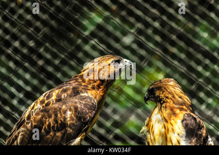 Zwei rote Falken (Buteo jamaicansis) in einem Gehäuse an der westlichen North Carolina Nature Center in Asheville, NC, USA Stockfoto