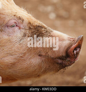 Porträt von einem Schwein. Stockfoto
