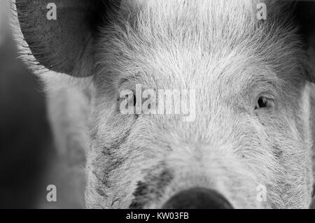 Porträt von einem Schwein. Stockfoto