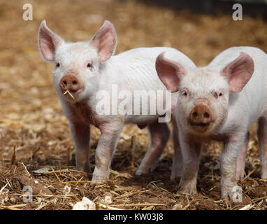 Ferkel auf einen Outdoor Pig Farm. Stockfoto