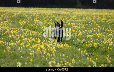 Ein schwarzer Labrador läuft durch ein Feld von Cowslips. Stockfoto