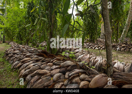 Vanille (Vanilla planifolia), Orchidaceae, Vanille Plantage in L'Union Estate Farm Stockfoto