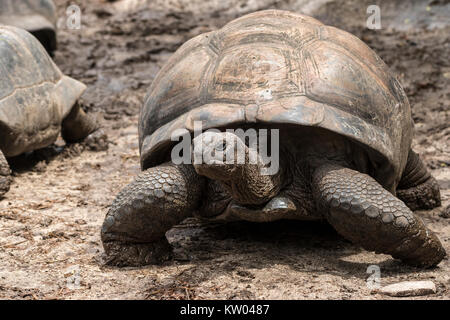 Riesenschildkröte (Aldabrachelys gigantea), Testudinidae. L'Union Estate Farm Stockfoto