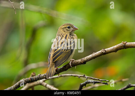 Red Fody (Foudia madagascariensis), madagassischen Rot Fody, Stockfoto