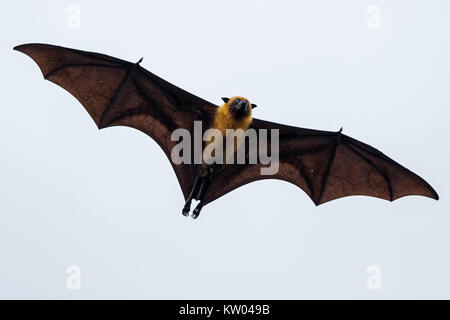 Seychellen Obst bat, Seychellen Flying Fox (Pteropus seychellensis), Pteropodidae Stockfoto