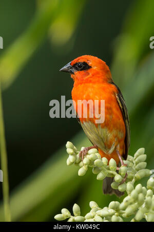 Red Fody (Foudia madagascariensis), Weber (Ploceidae), Kardinal Fody, madagassischen Rot Fody, Madagaskar Fody Stockfoto
