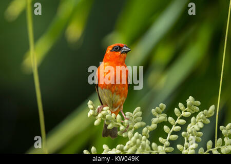 Red Fody (Foudia madagascariensis), Weber (Ploceidae), Kardinal Fody, madagassischen Rot Fody, Madagaskar Fody Stockfoto
