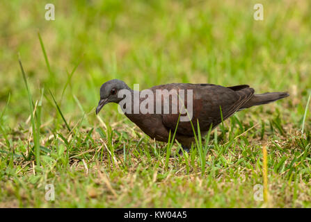 Madagaskar Turtle-Dove (Streptopelia picturata) zu Fuß auf einer Spur Stockfoto