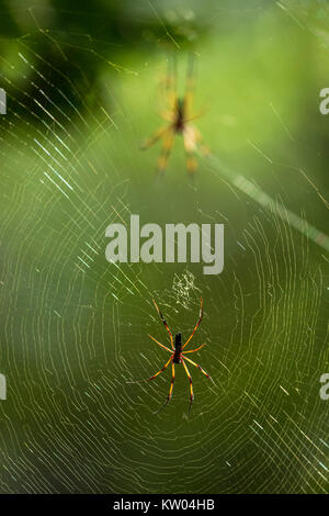 Red-legged Golden orb Web spider (inaurata Nephila madagascariensis). Palm Spinne (Nephila inaurata), (tetragnathidae), Stockfoto