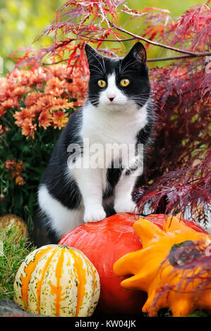 Ein Schwarz-Weiß bicolour Katze, Europäisch Kurzhaar, stehend auf Kürbisse, wie eine Beobachtung vor Ort, und beobachtete Neugierig der herbstlichen Garten, Deutschland. Stockfoto