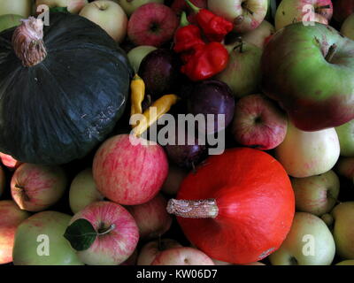 Eine Auswahl an Obst und Gemüse aus einem produktiven Küchengarten: Äpfel, Pflaumen, Chilis und Winterkürbis Stockfoto