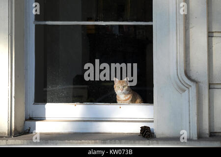 Eine rothaarige Katze sitzt aus dem großen Fenster eines viktorianischen Haus auf einer Straße in Großbritannien. Die Katze ist direkt in die Kamera schaut Stockfoto