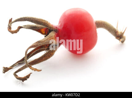 Strand Rose von auf weißem Hintergrund Stockfoto