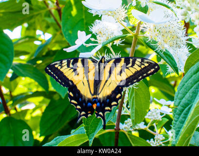 Einen gelben Schmetterling auf einem weißen und grünen Bush Stockfoto