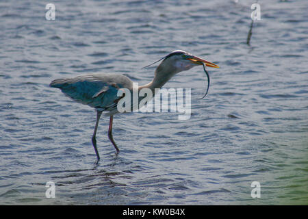 Great Blue Heron essen eine Schlange Stockfoto