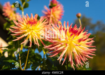 Gelbe und rote Blütenblätter von Fimbriated Dahlie Blüten in der Morgensonne im Herbst Stockfoto