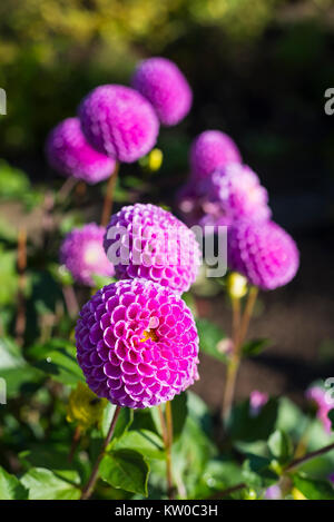 Lila Blütenblätter der Blume einer Dahlie pompondahlia in der Morgensonne im Herbst Stockfoto