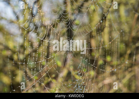 Spinnweben im Morgentau, Warwickshire, England, Vereinigtes Königreich. Stockfoto