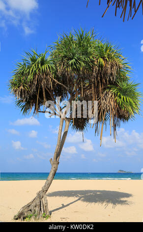 Pandanus Palmen wachsen auf sandigen Strand, Nilavelli, Trincomalee, Sri Lanka, Asien Stockfoto