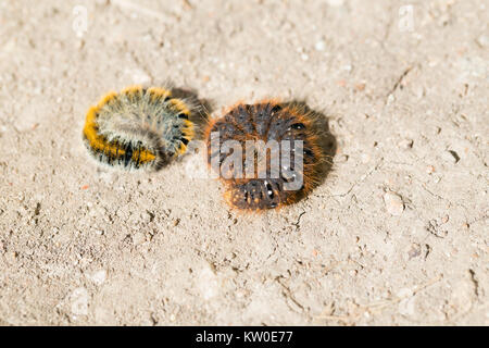 Zwei Arten von eggar Motte Larve Stockfoto
