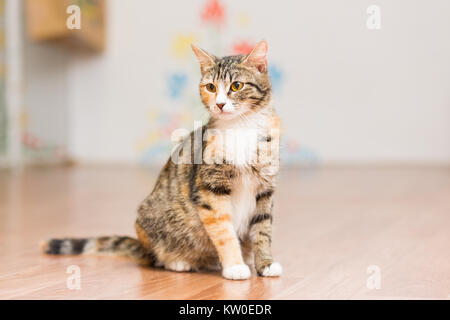 Schwangere Katze schildpatt ohne Rasse sitzt auf dem Boden Stockfoto
