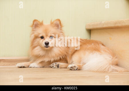 Hund des Deutschen Spitzes Rasse liegt auf dem Boden Stockfoto